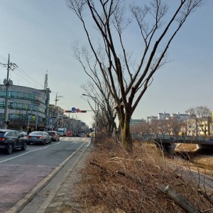 가로수 가지치기공사 (3).jpg