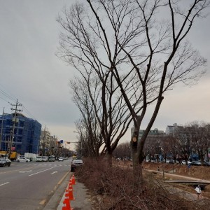 가로수 가지치기공사 (4).jpg